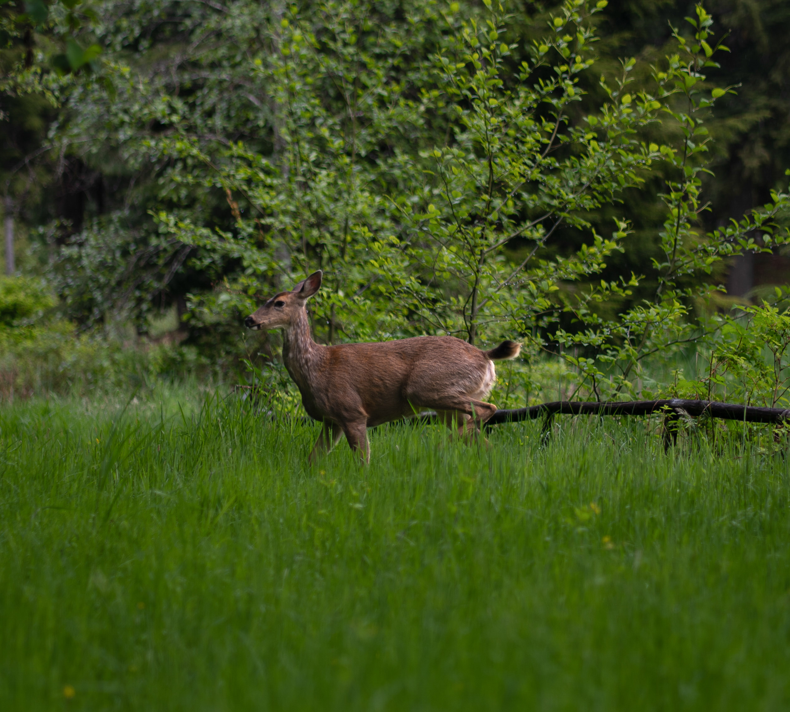 Deer