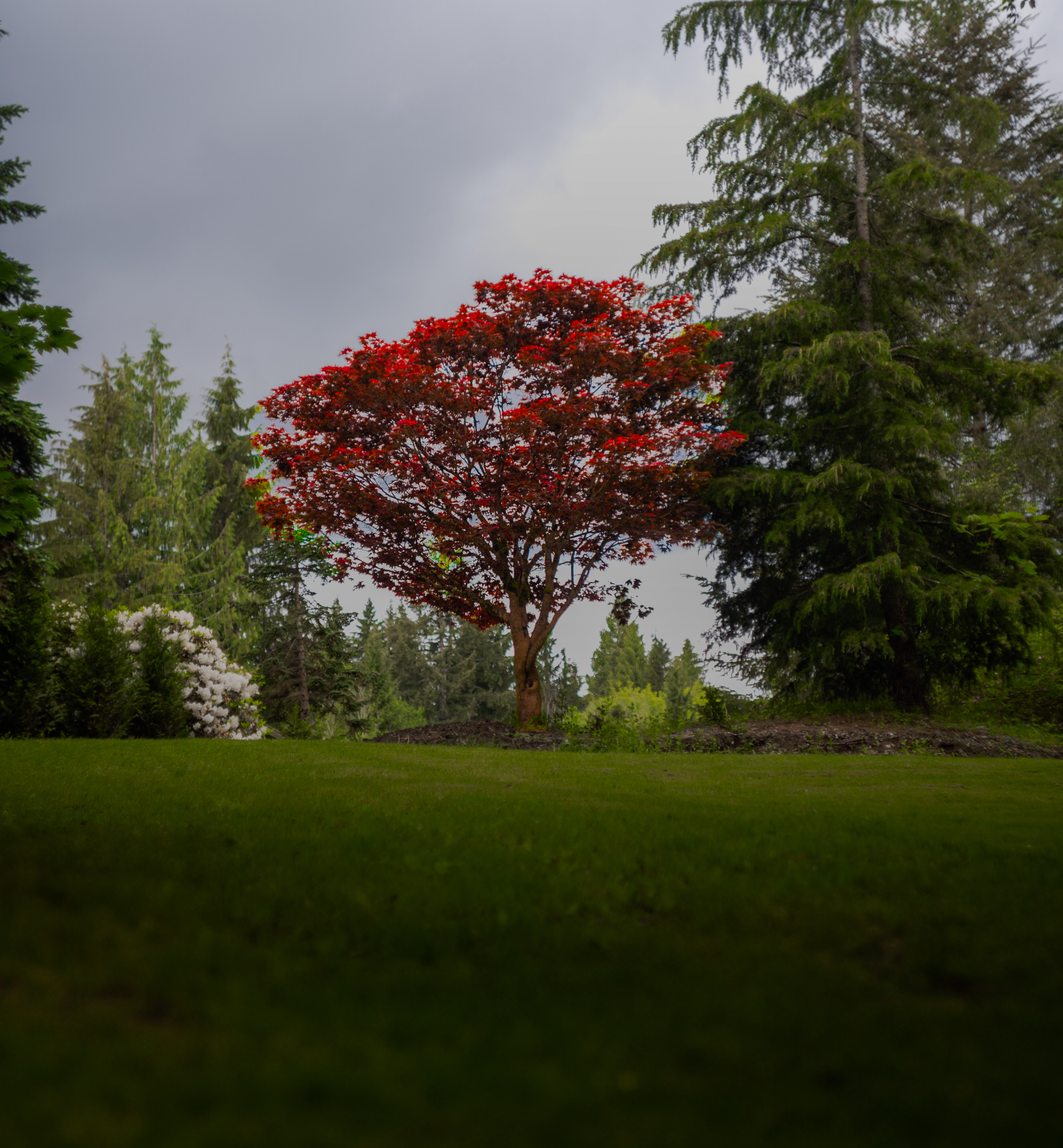 Lake Ploenta Landscaping
