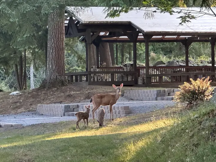 A doe and her spotted fawn on the lawn by the covered patio