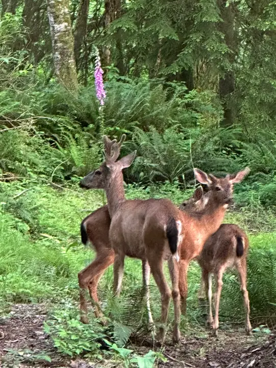 Deer among the ferns and foxglove, June