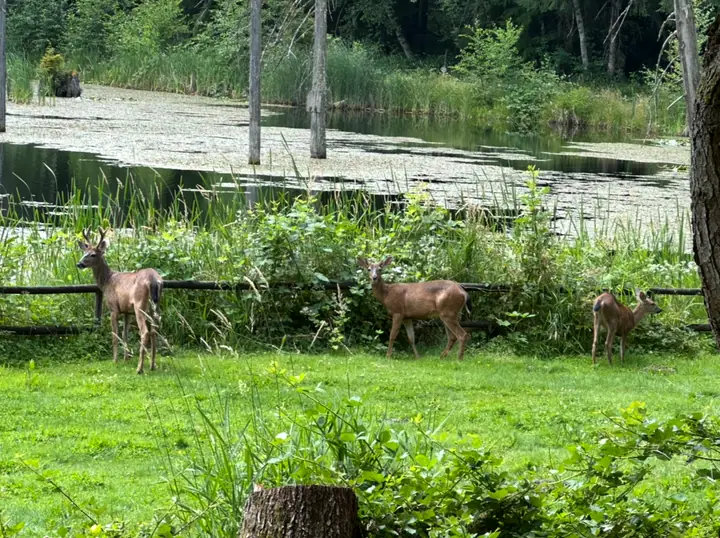 Deer grazing along the lake, July