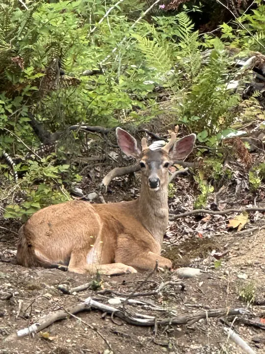 A young buck in velvet, resting in the ferns