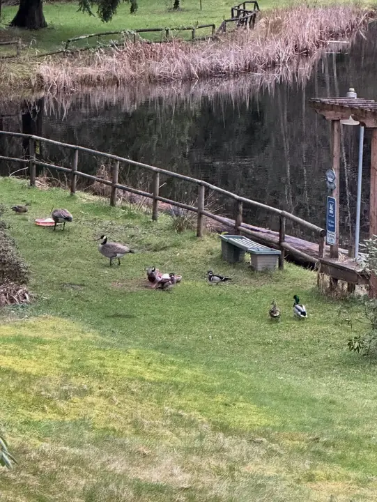 Ducks and geese gathering on the lawn in early spring