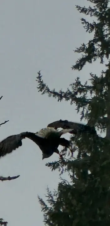 A bald eagle taking flight from the trees