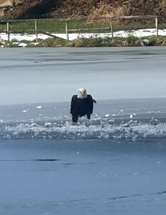 A bald eagle on the frozen lake, March