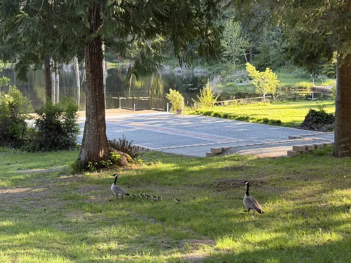 Geese and goslings strolling past the lakeside ceremony area