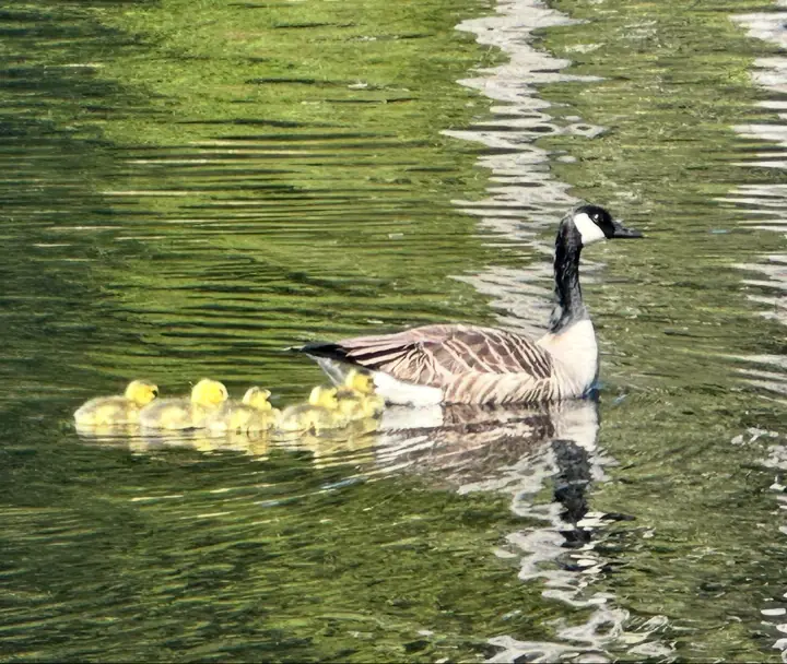 Goslings following close behind