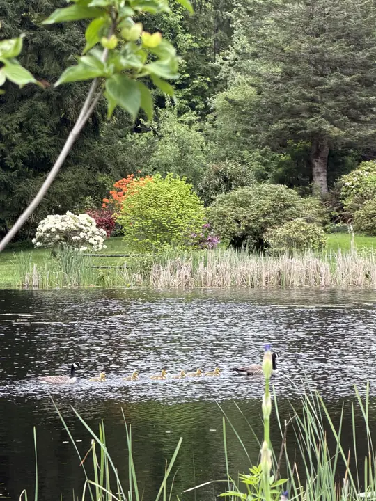 A goose family crossing the lake in spring