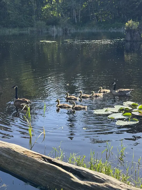 A goose family among the lily pads