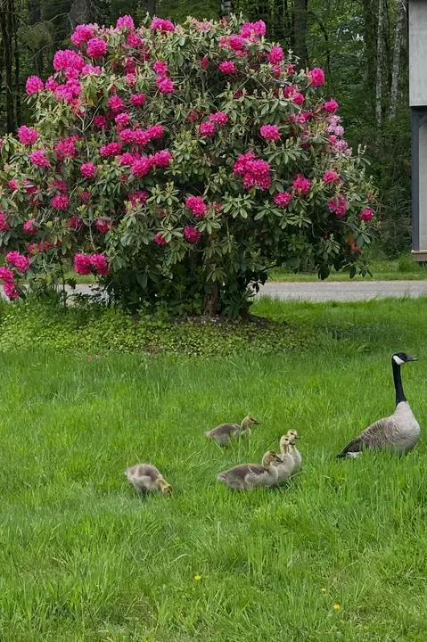 Goslings grazing beneath a rhododendron in bloom