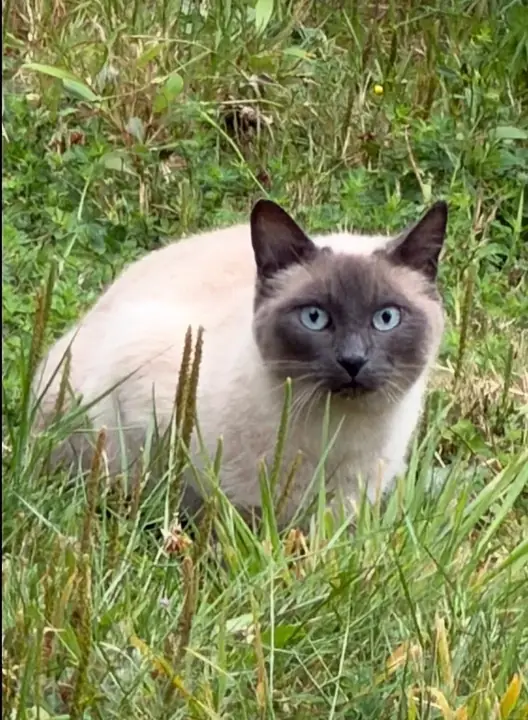 One of our resident stray cats