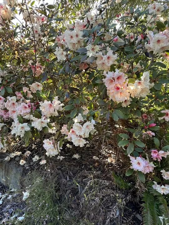 Blush and white rhododendrons