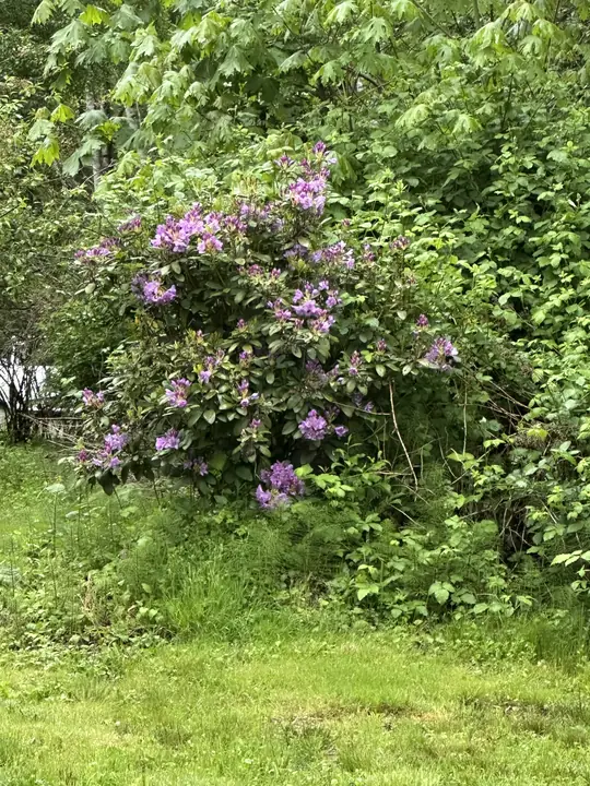 Lavender rhododendrons along the forest edge
