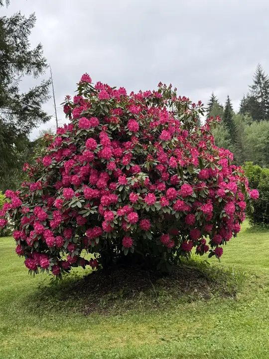 A magenta rhododendron, taller than a person