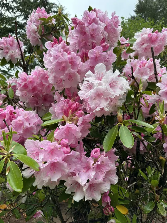Soft pink rhododendron blossoms up close