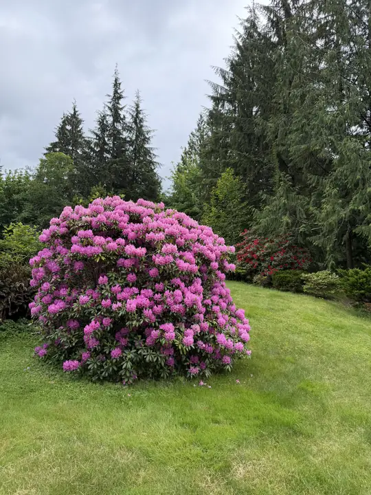 A pink rhododendron in full bloom on the lawn