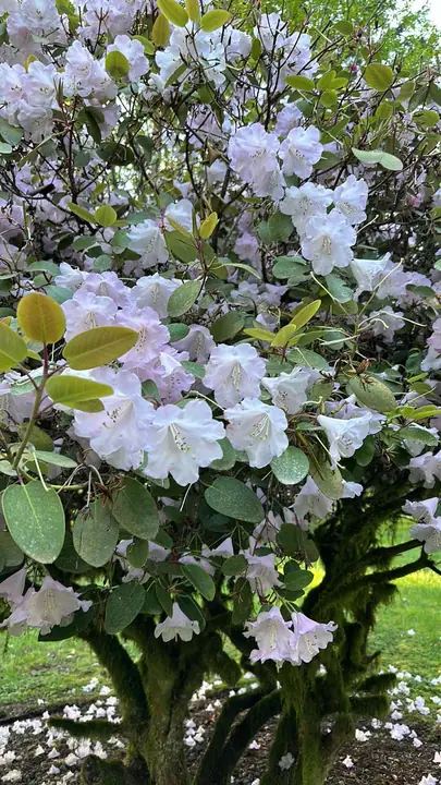 White blossoms over a moss-covered trunk
