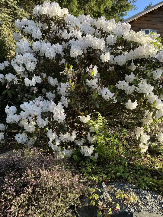 White rhododendrons in full bloom