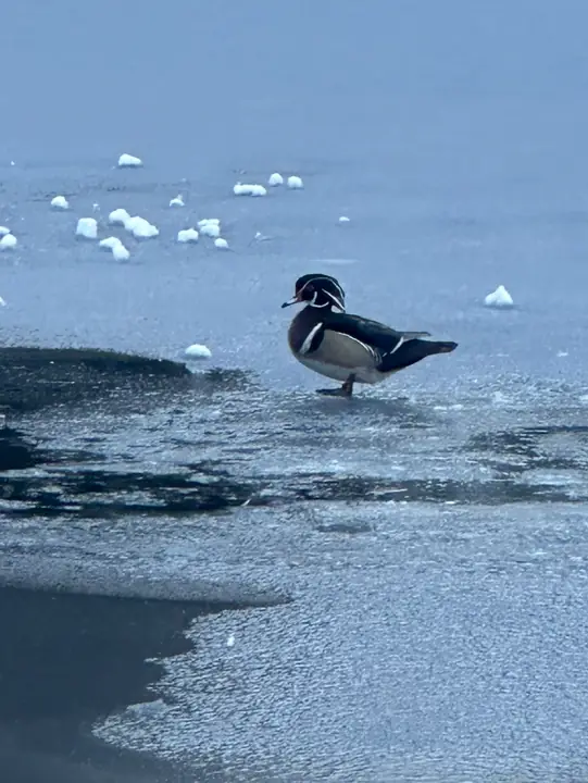 A wood duck on the frozen lake, February