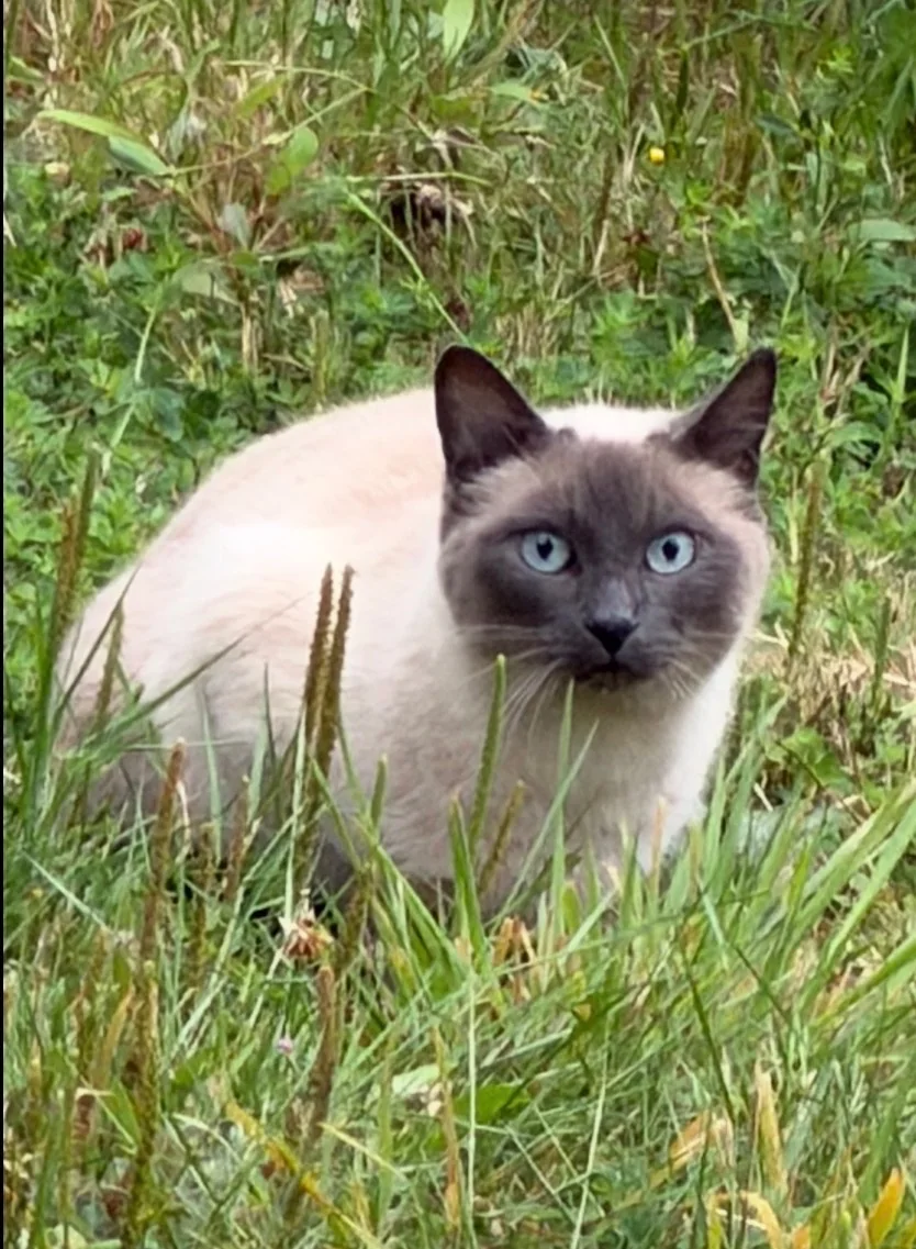 One of the resident stray cats, a blue-eyed Siamese, in the grass